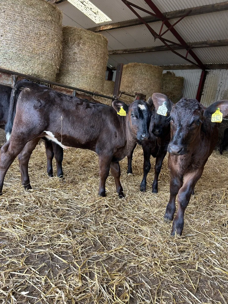 Super strong reared heifers - Image 1