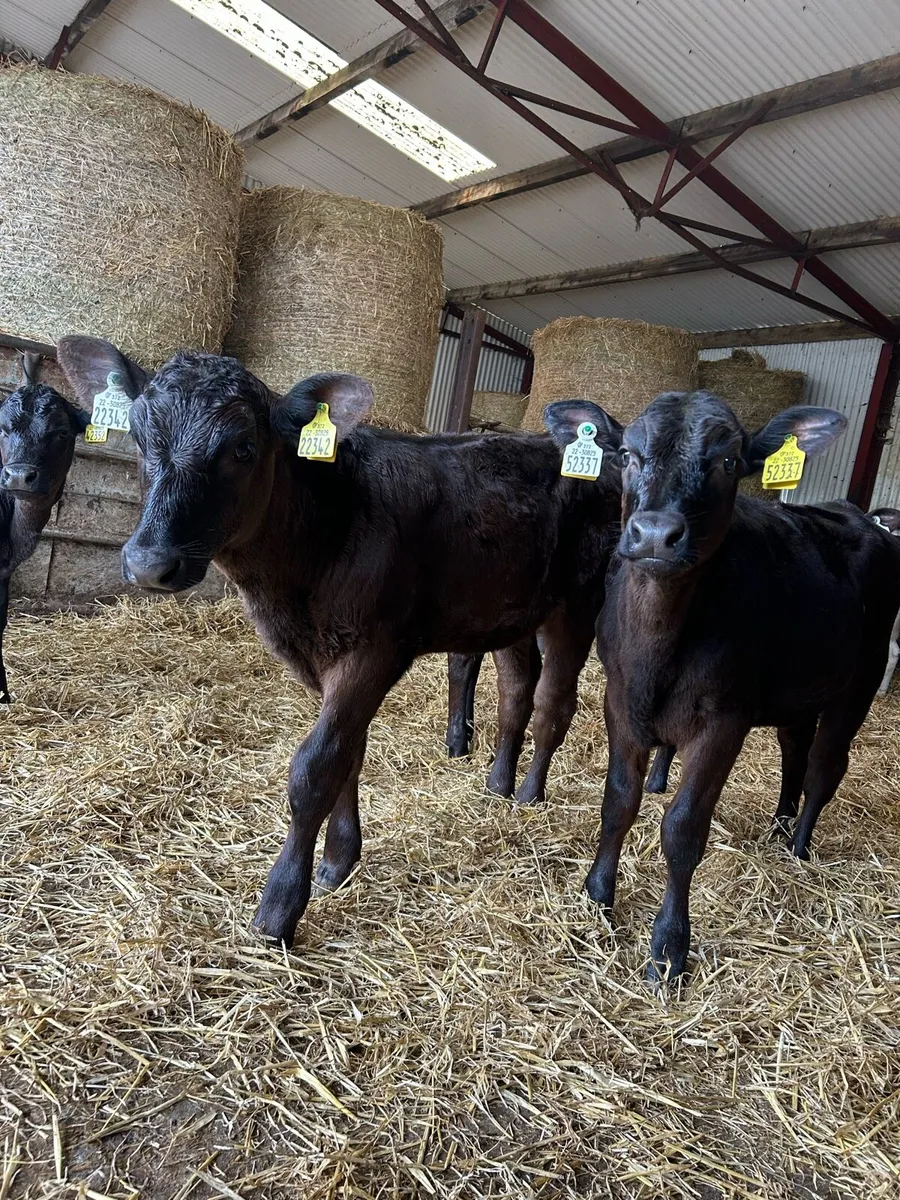 Super strong reared heifers - Image 2