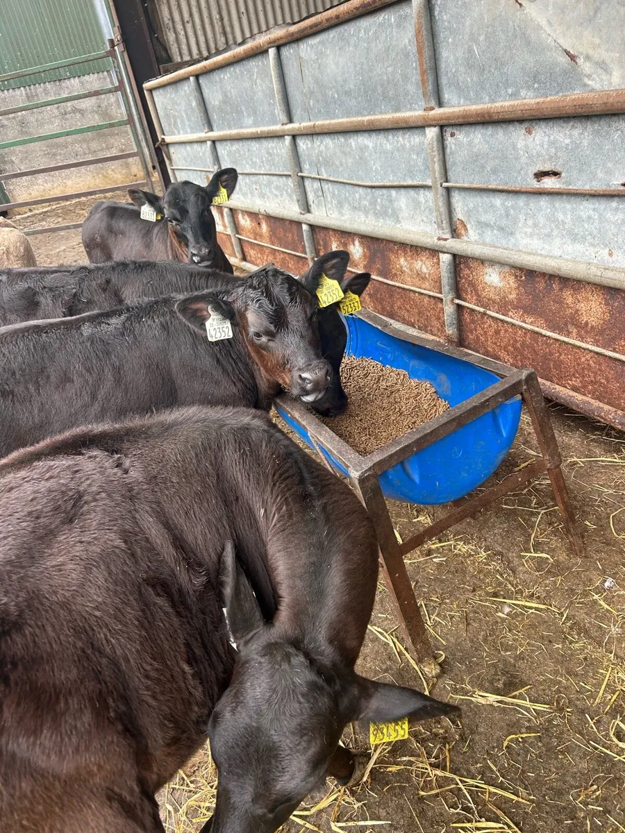 Super strong reared heifers - Image 3