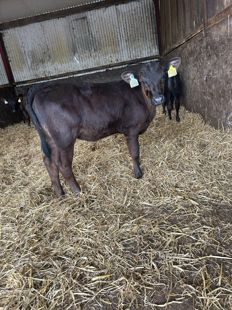 Super strong reared heifers - Image 4