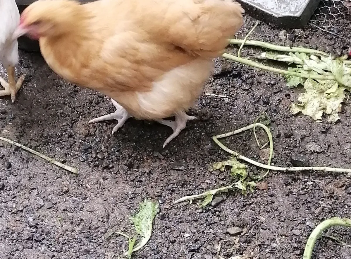 Trio :Laying Hens - Image 2