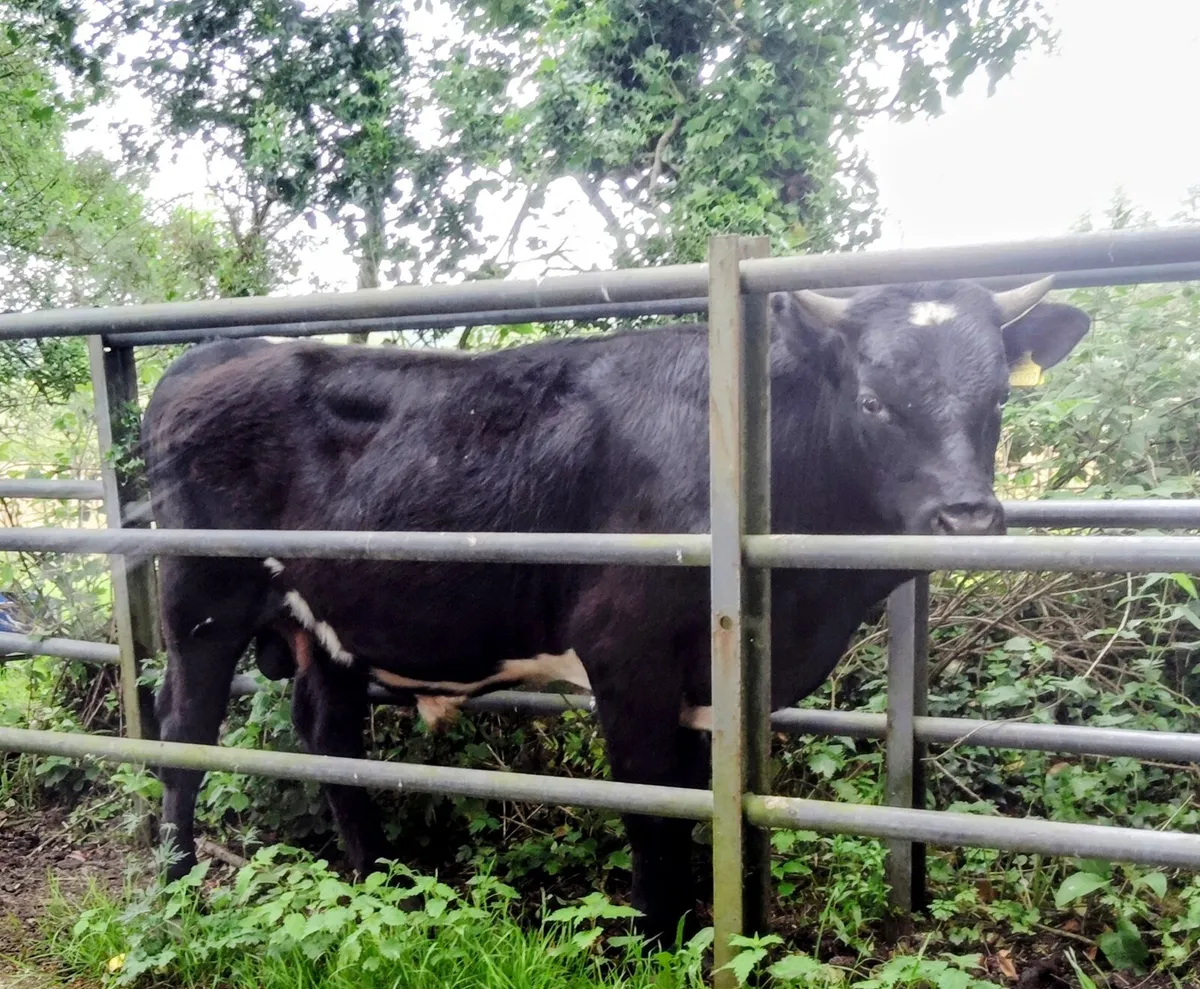 Purebred Moiled & Droimeann bulls - Image 2