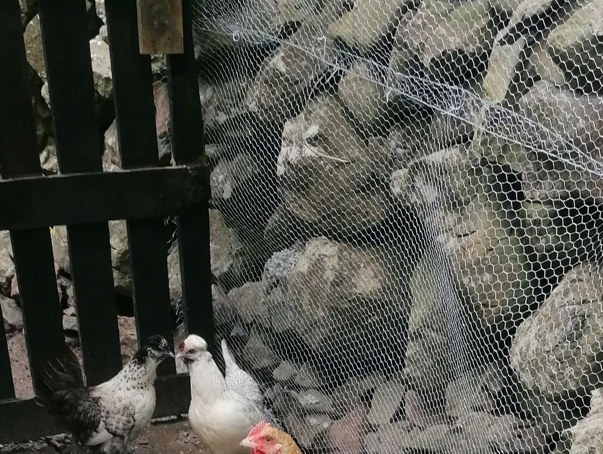 Trio :Laying Hens - Image 1