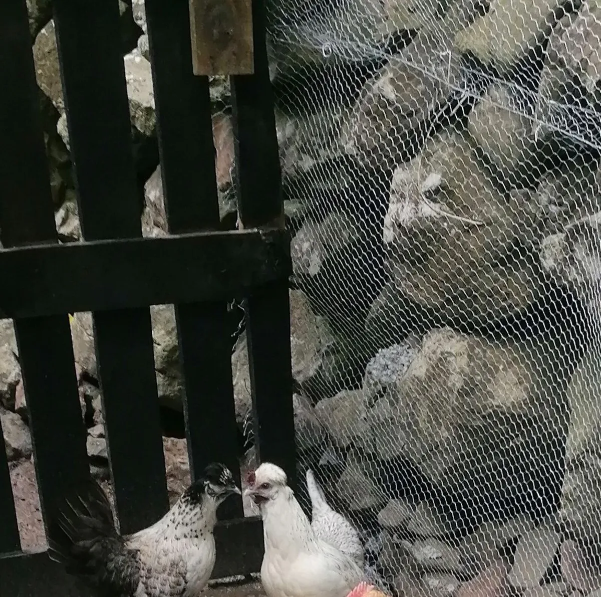 Trio :Laying Hens - Image 3