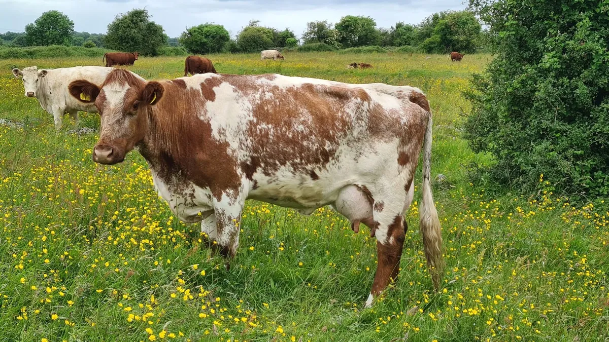 Dairy or suckler cow - Image 1