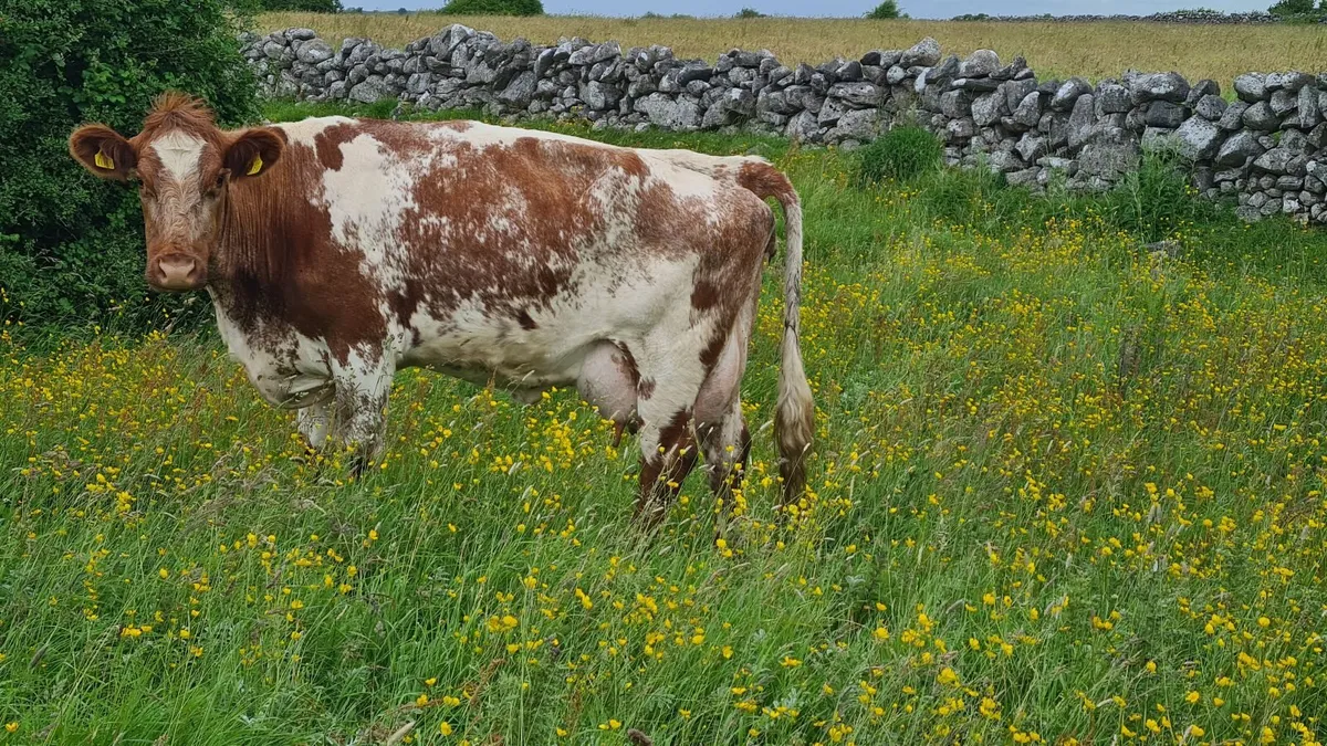 Dairy or suckler cow - Image 2