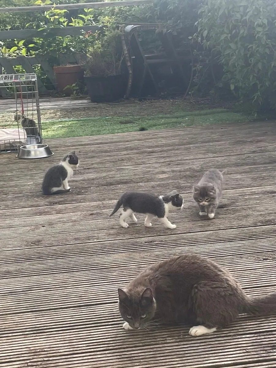 kittens - Image 2