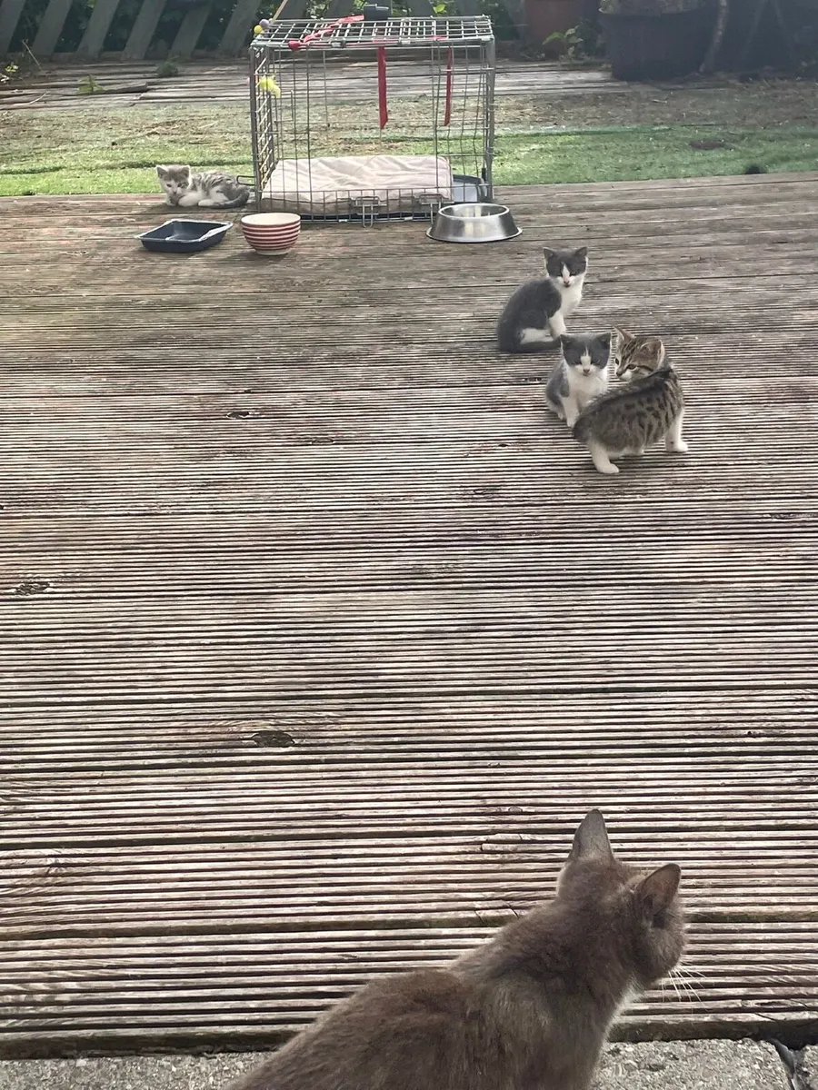 kittens - Image 1