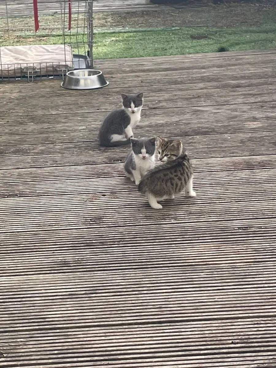 kittens - Image 3