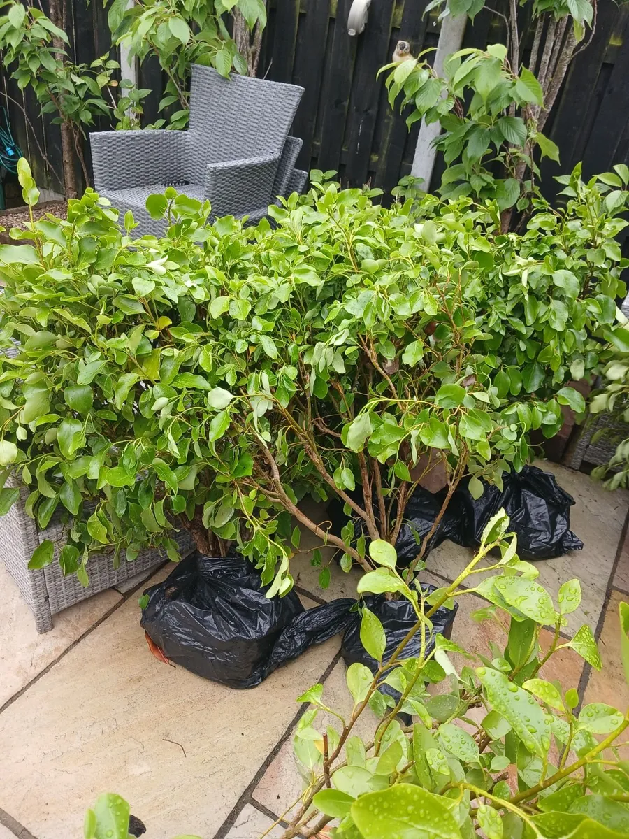 Laural hedging - Image 1
