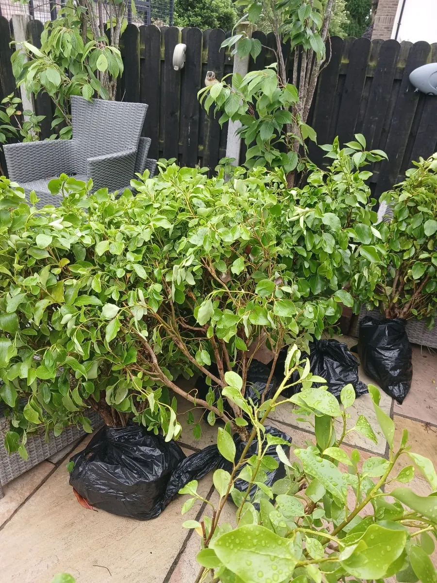 Laural hedging - Image 3