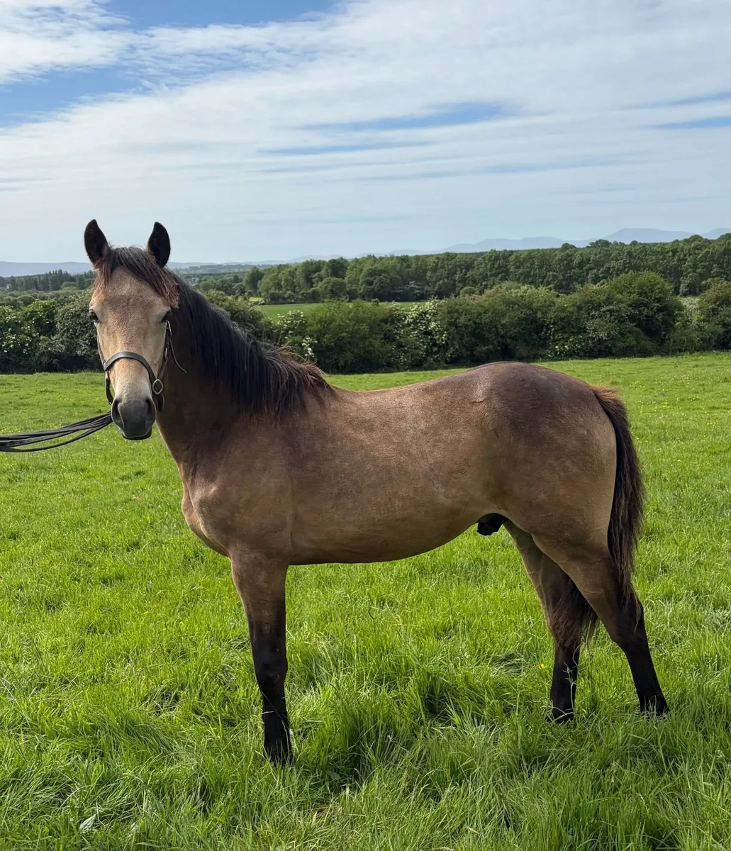 Classy Eventer Pony Yearling - Image 2