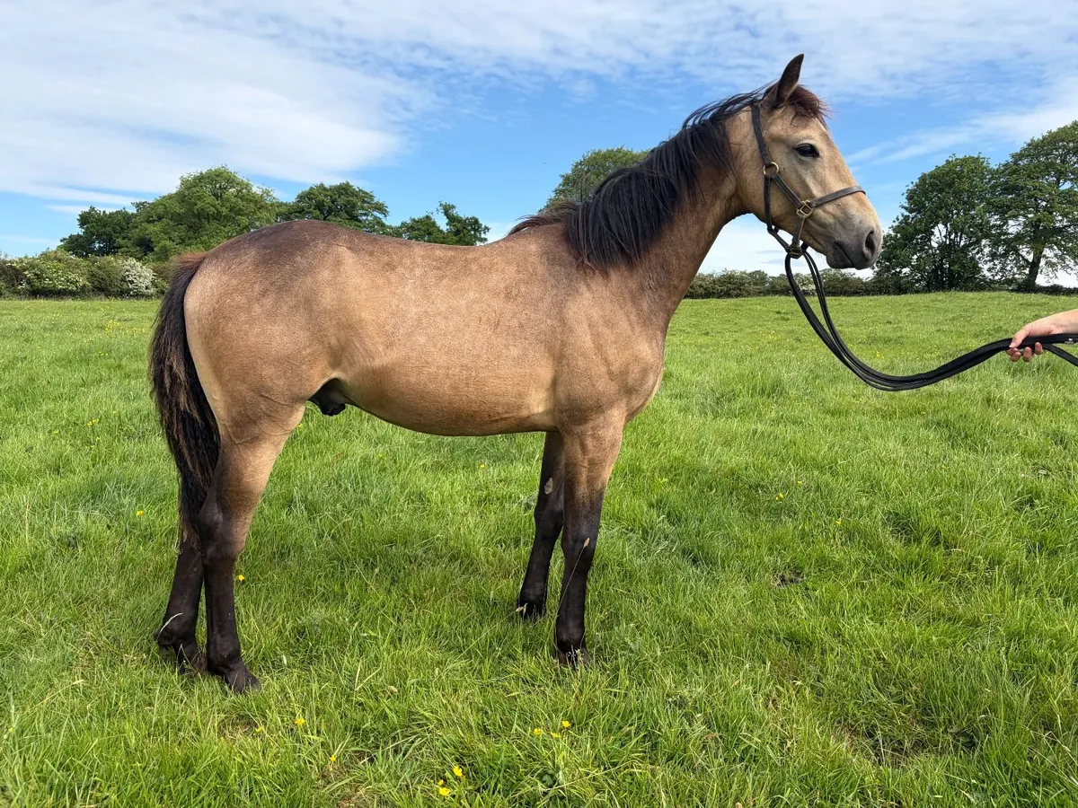 Classy Eventer Pony Yearling - Image 1