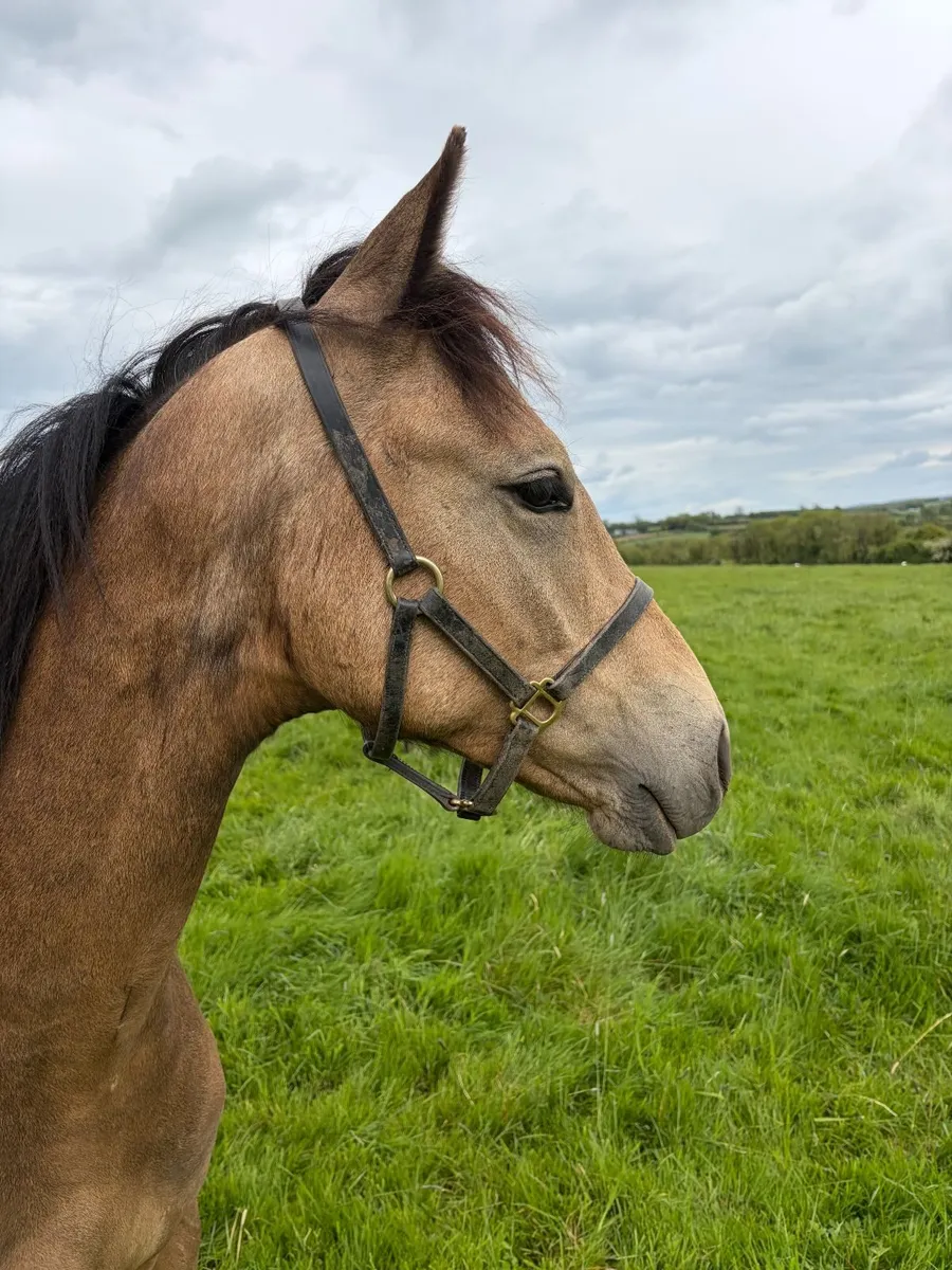 Classy Eventer Pony Yearling - Image 3