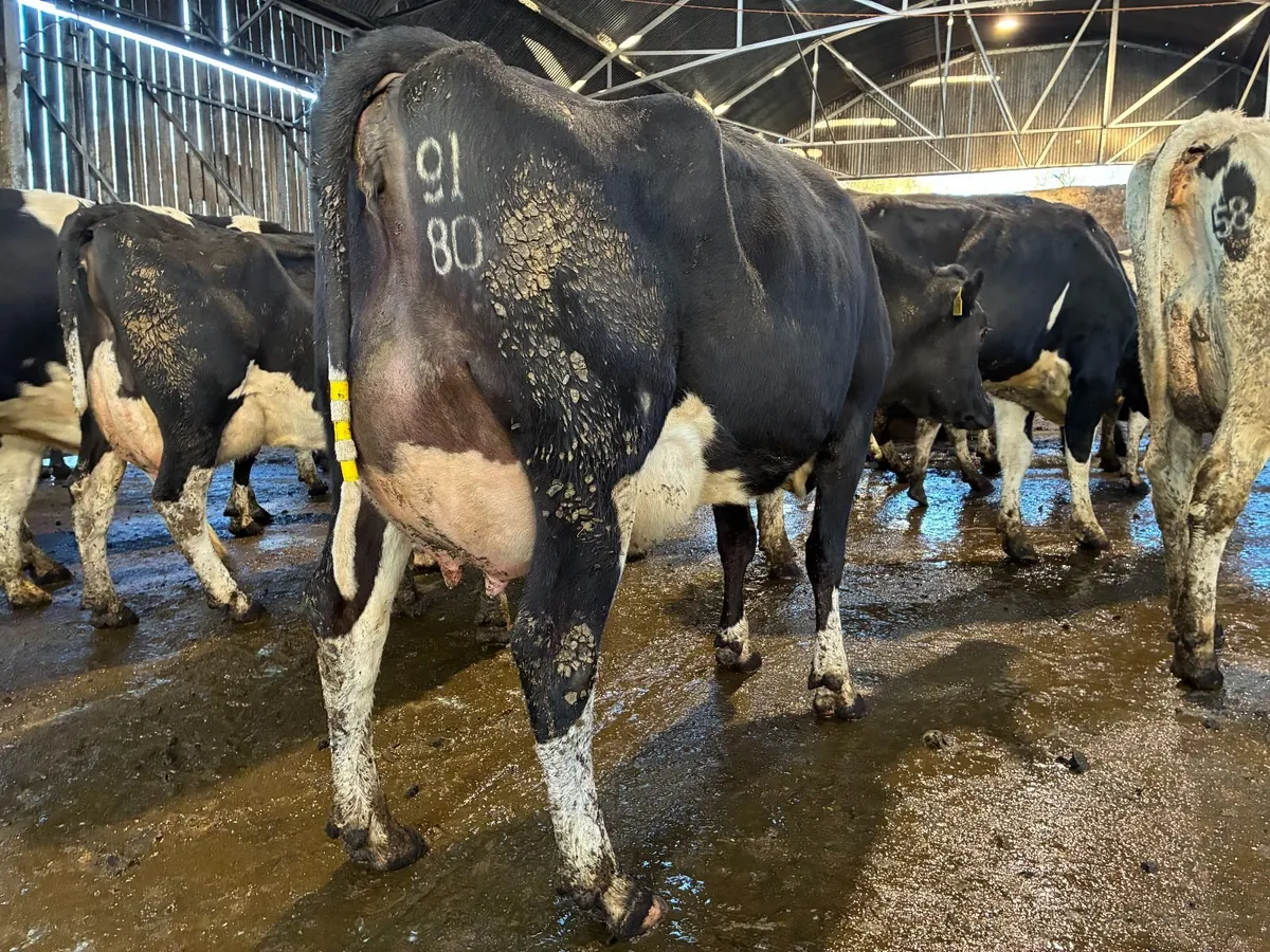 Fresh Calved Cows - Image 1