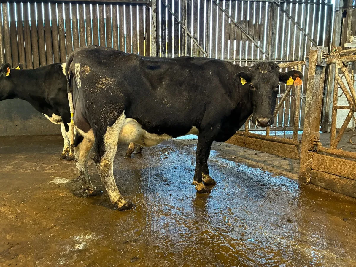 Fresh Calved Cows - Image 2