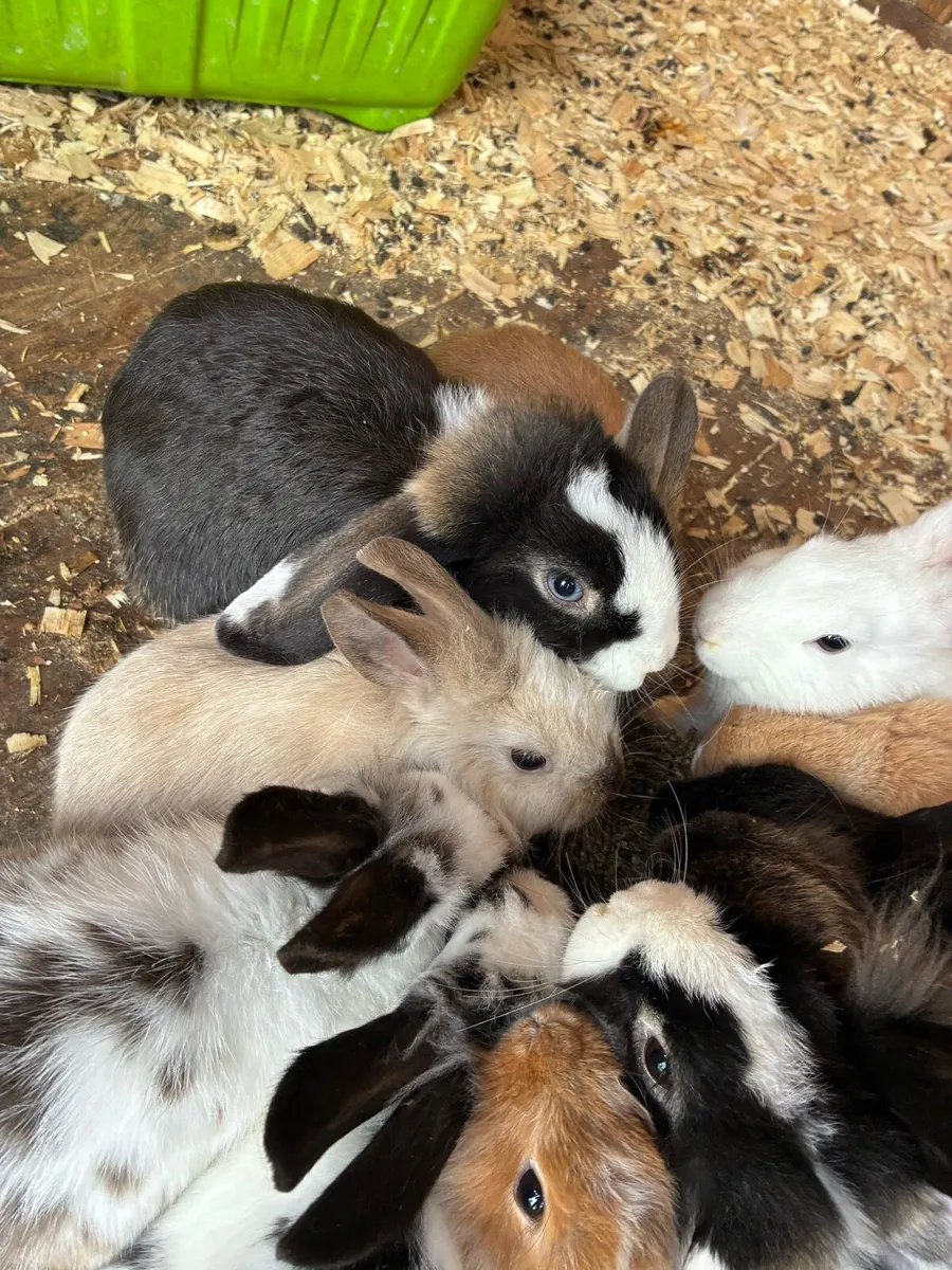 Baby rabbits - Image 1