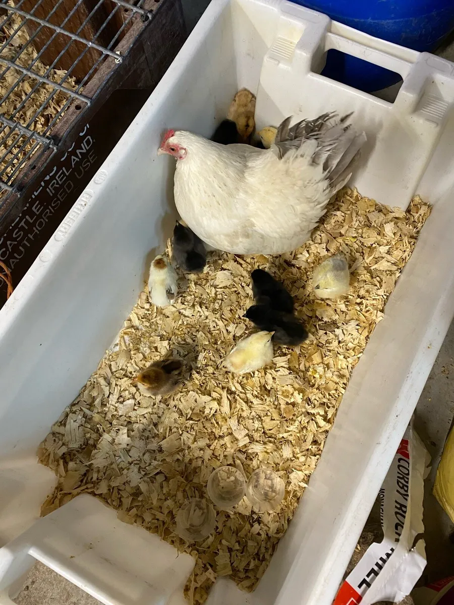 Bantam hen/Bantam clutch - Image 1