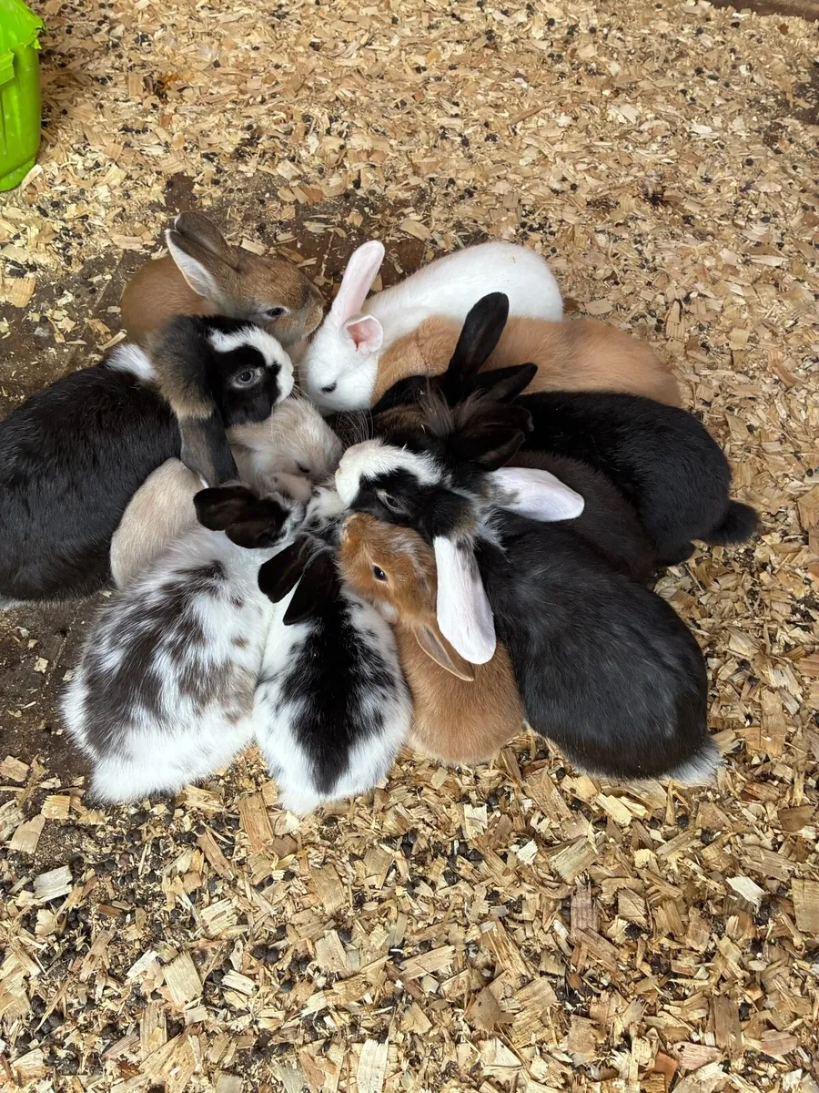 Baby rabbits - Image 2