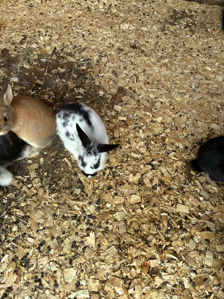 Baby rabbits - Image 3