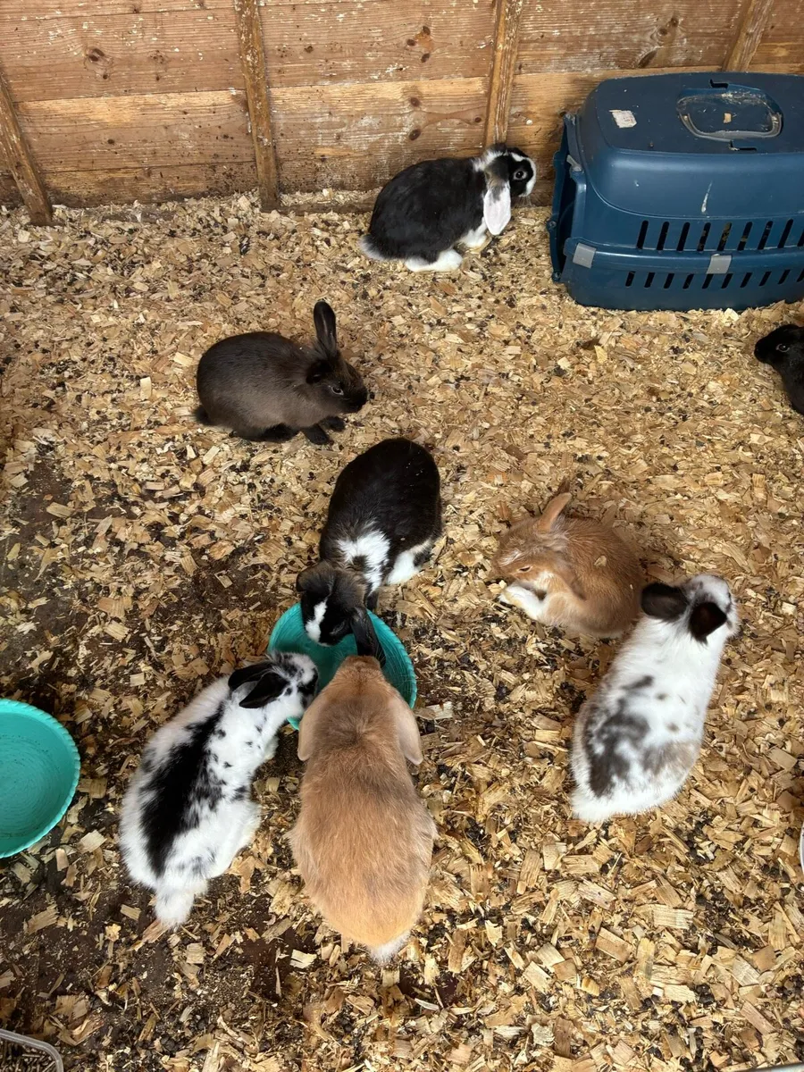 Baby rabbits - Image 4