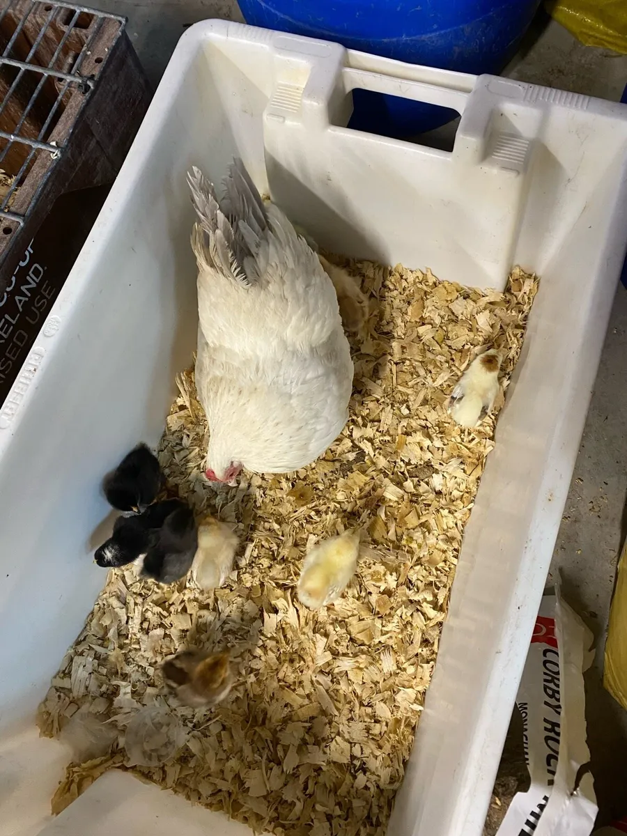 Bantam hen/Bantam clutch - Image 4