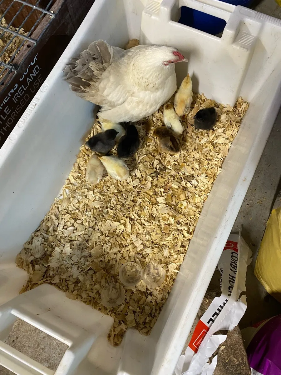 Bantam hen/Bantam clutch - Image 2