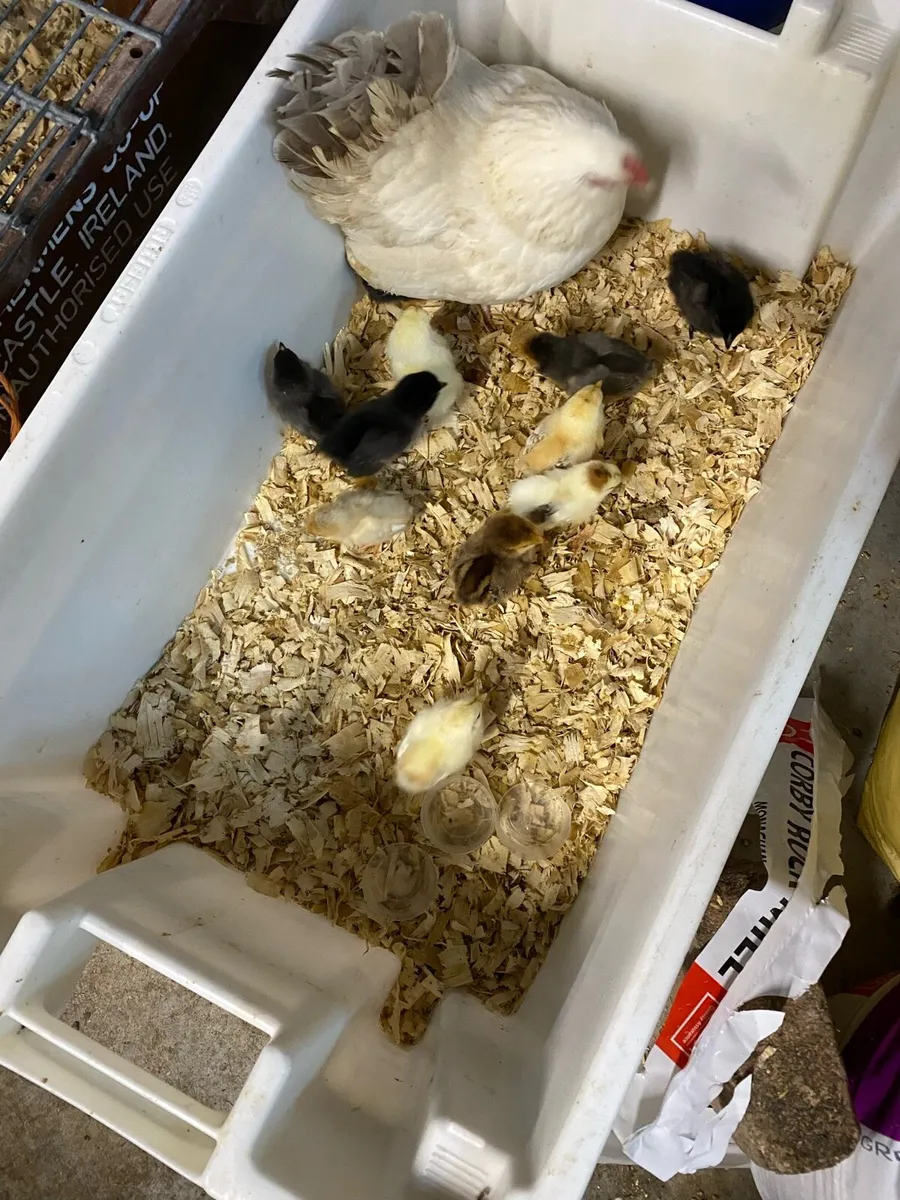 Bantam hen/Bantam clutch - Image 3