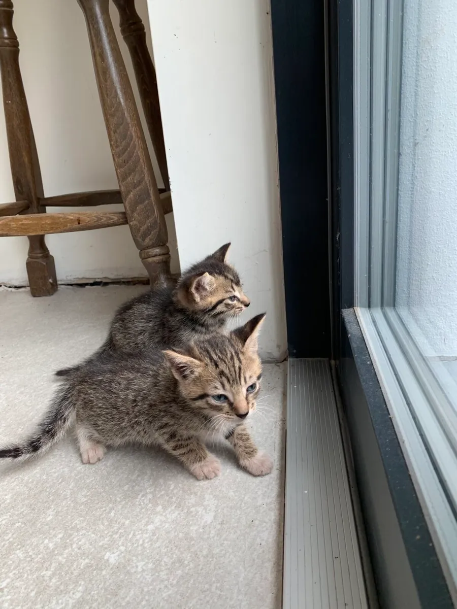 Lovely kittens for sale - Image 1