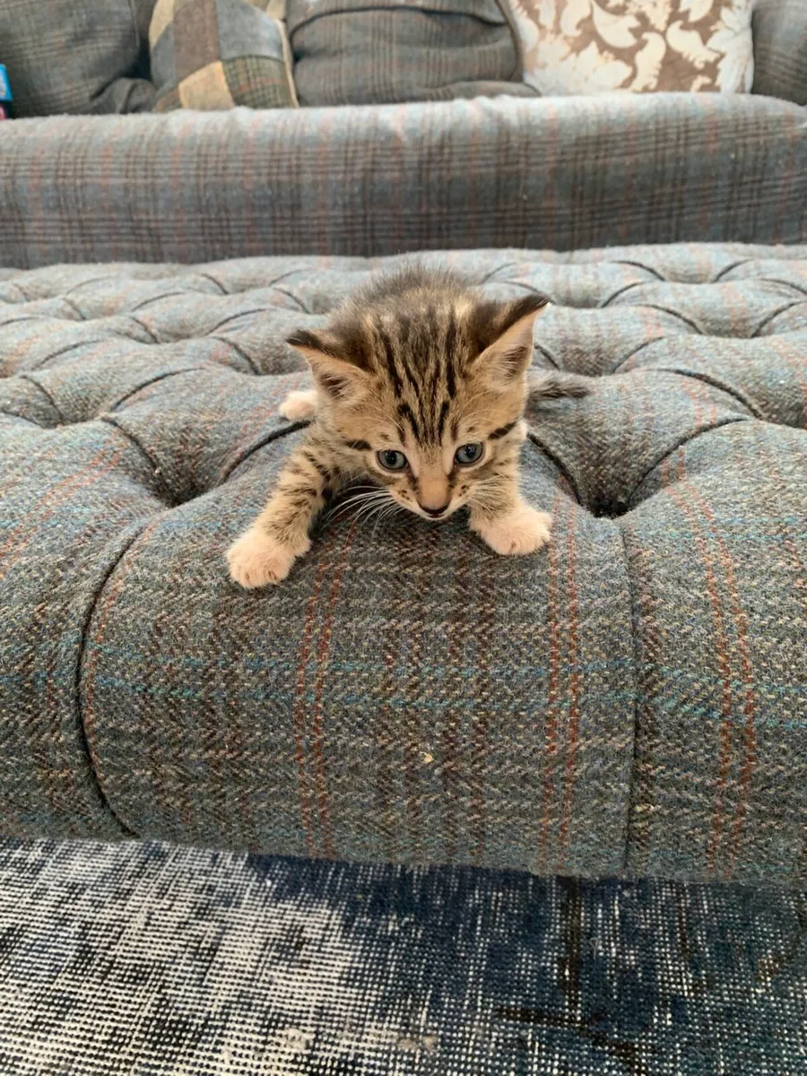 Lovely kittens for sale - Image 2