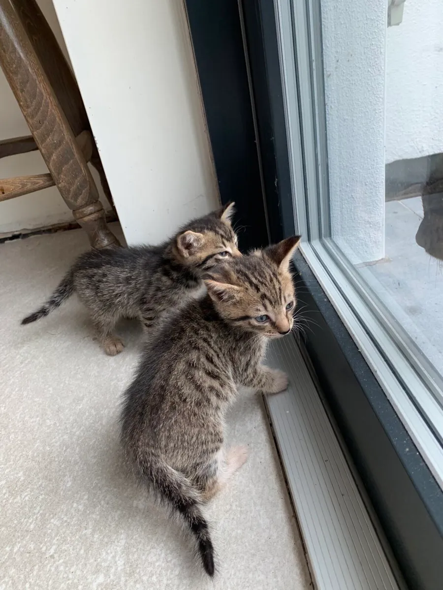 Lovely kittens for sale - Image 3