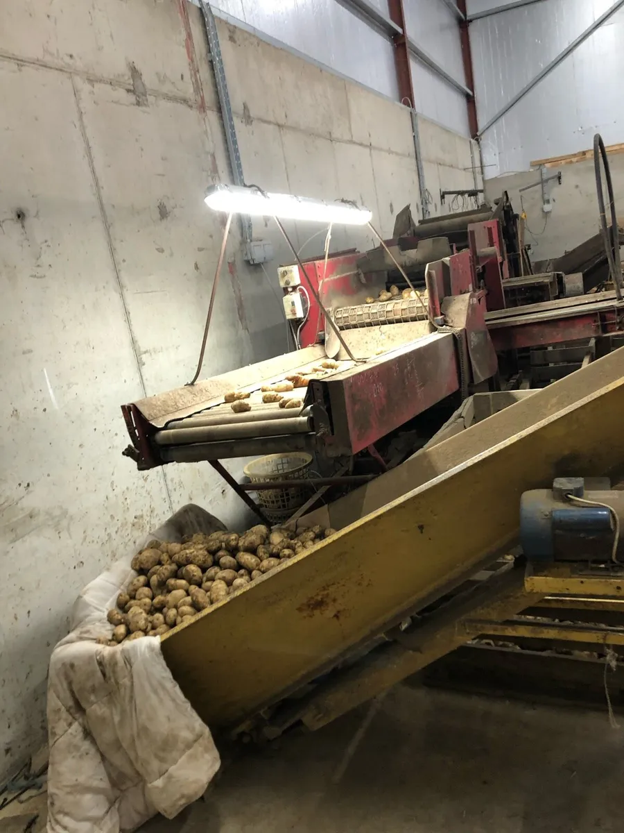 Potato grader - Image 1
