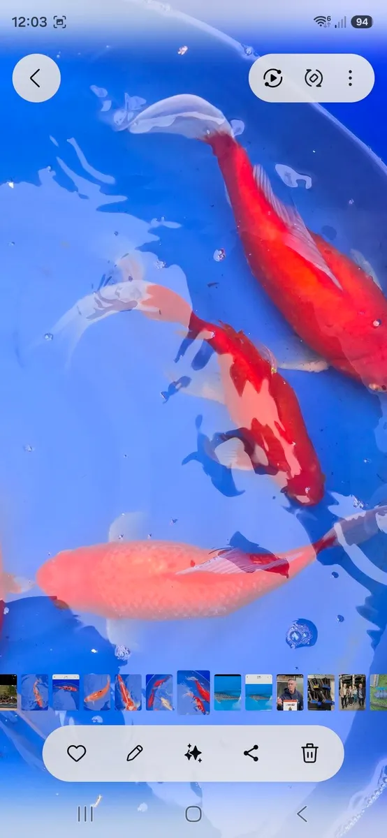 Koi carp and goldfish and equipment - Image 2