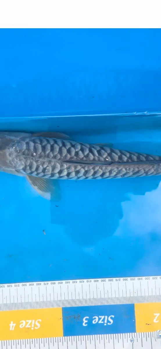 Koi carp and goldfish and equipment - Image 3