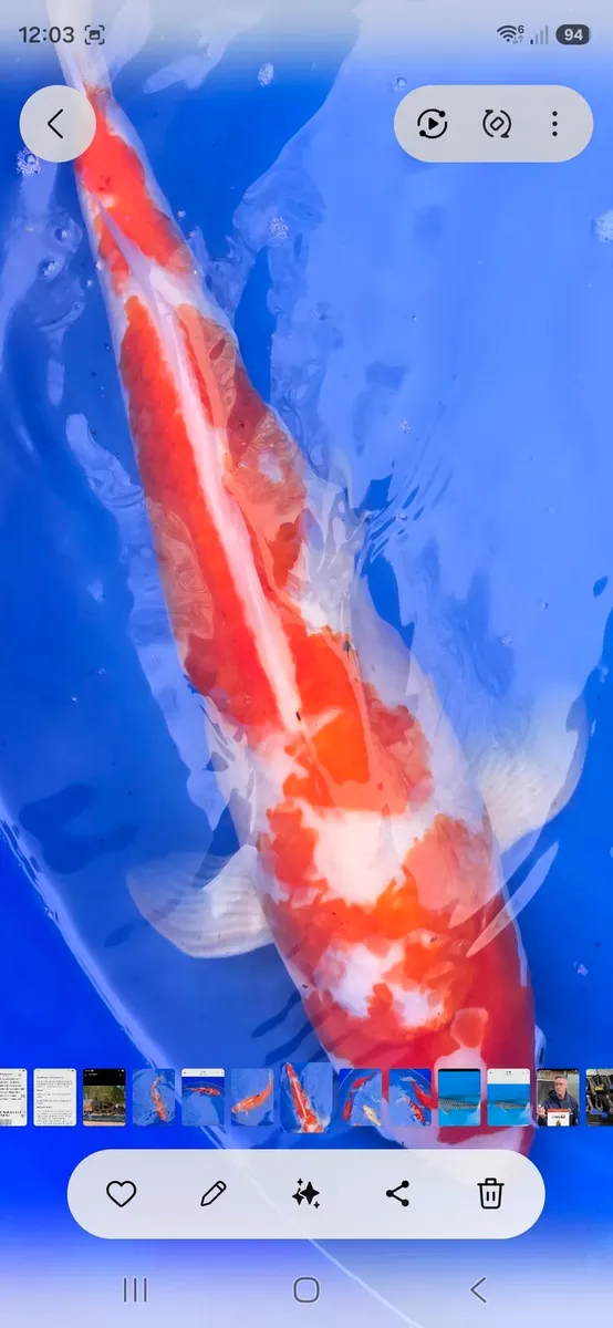 Koi carp and goldfish and equipment - Image 4