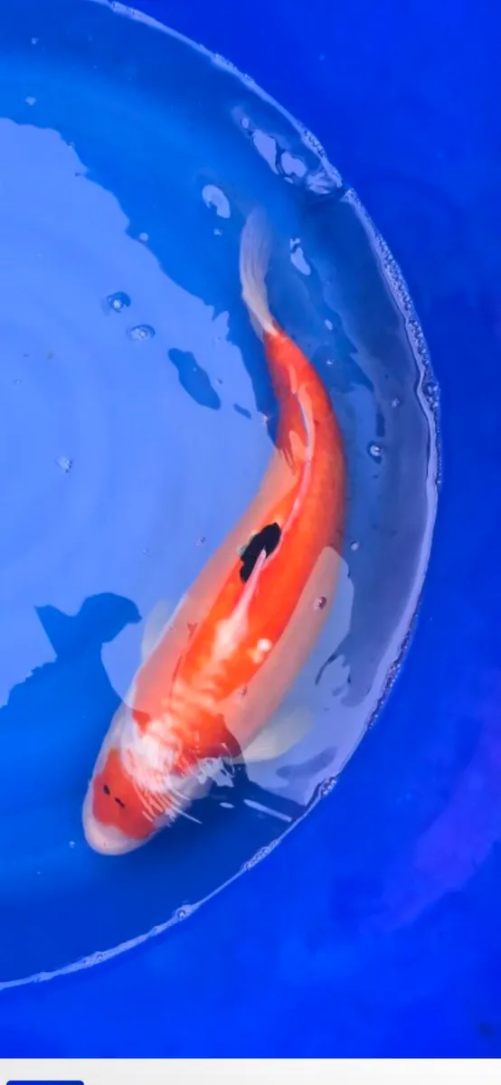 Koi carp and goldfish and equipment - Image 1