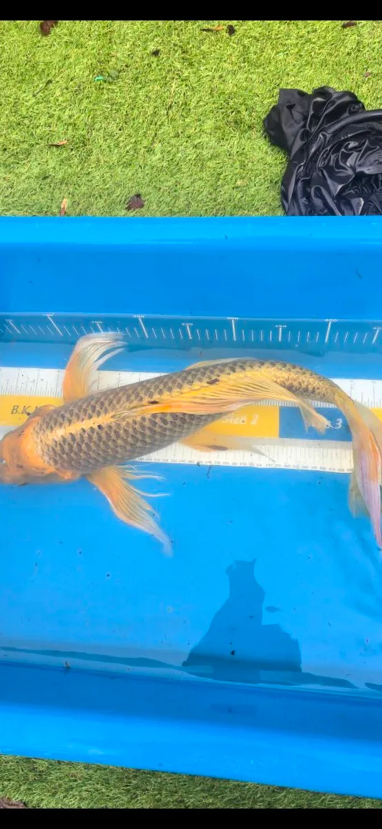 Koi carp and goldfish and equipment - Image 3