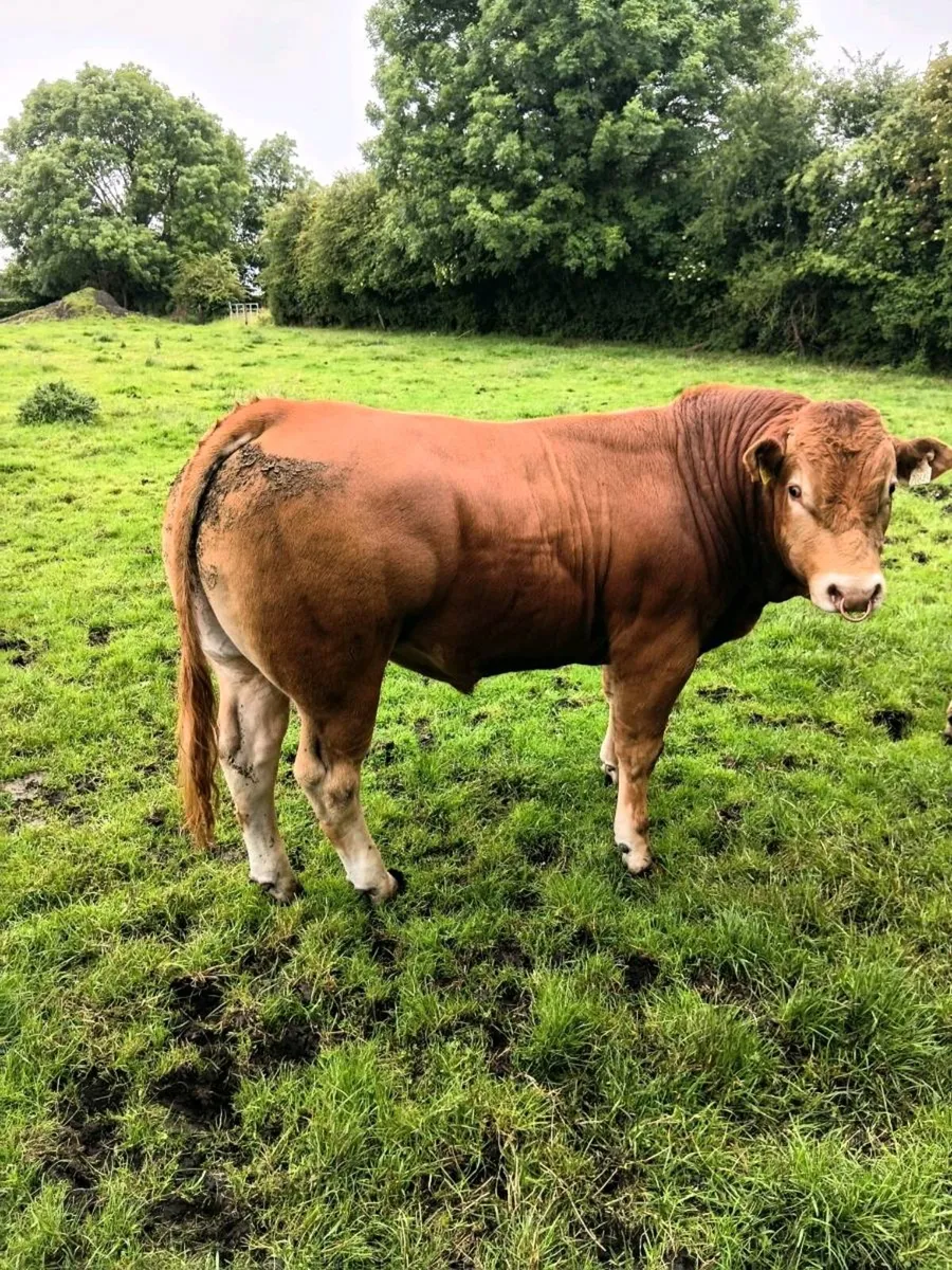 Breeding Bull - Image 1