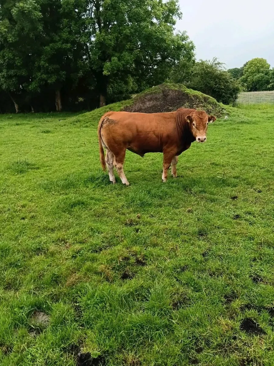 Breeding Bull - Image 2