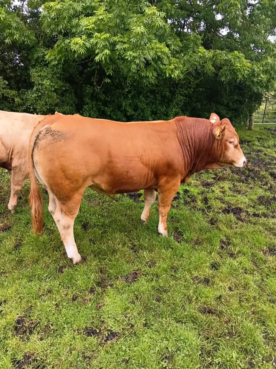 Breeding Bull - Image 3