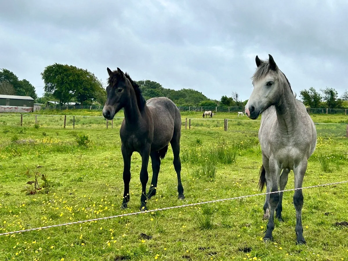 Registered Connemara Geldings - Image 1