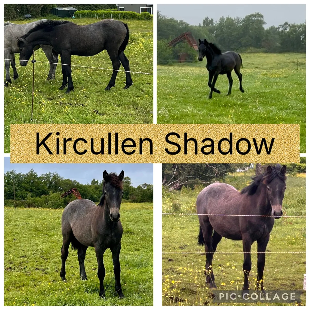 Registered Connemara Geldings - Image 2