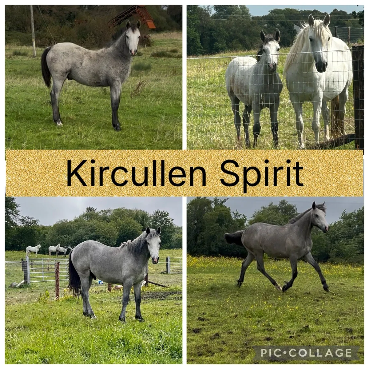 Registered Connemara Geldings - Image 3
