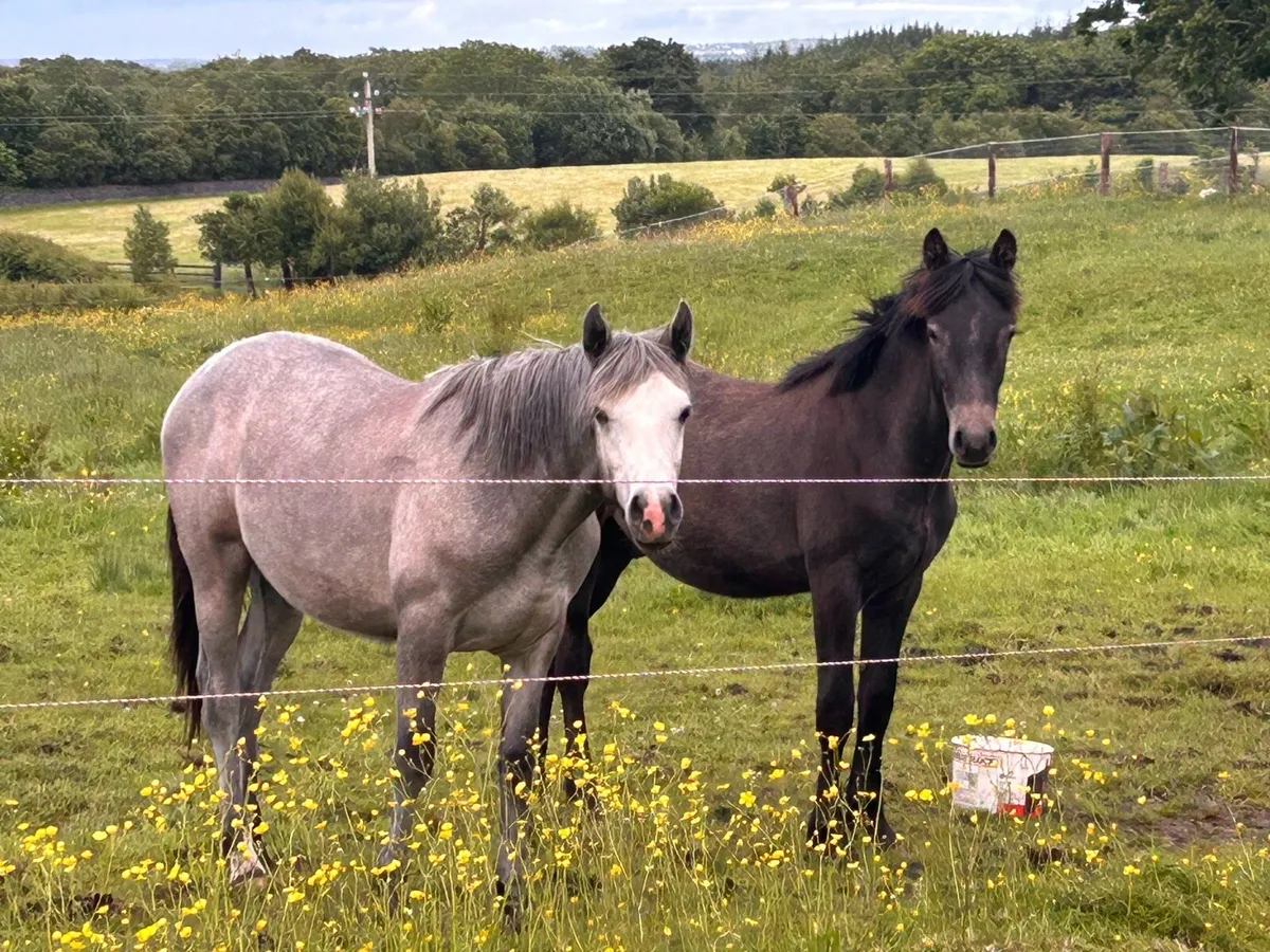 Registered Connemara Geldings - Image 4