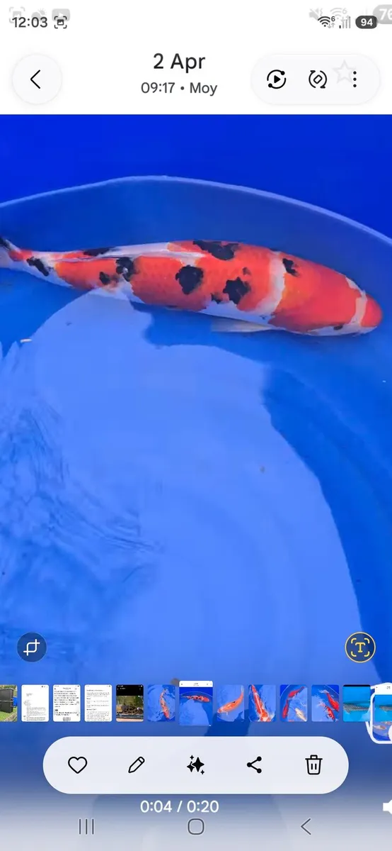 Koi carp and goldfish and equipment - Image 1