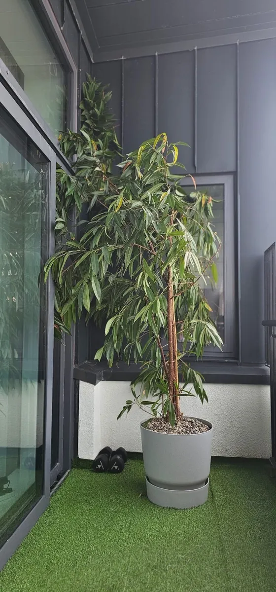 Plant - Image 1