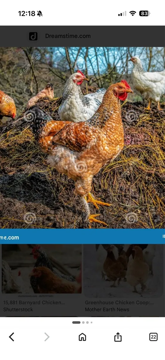 Hen dung - Image 1
