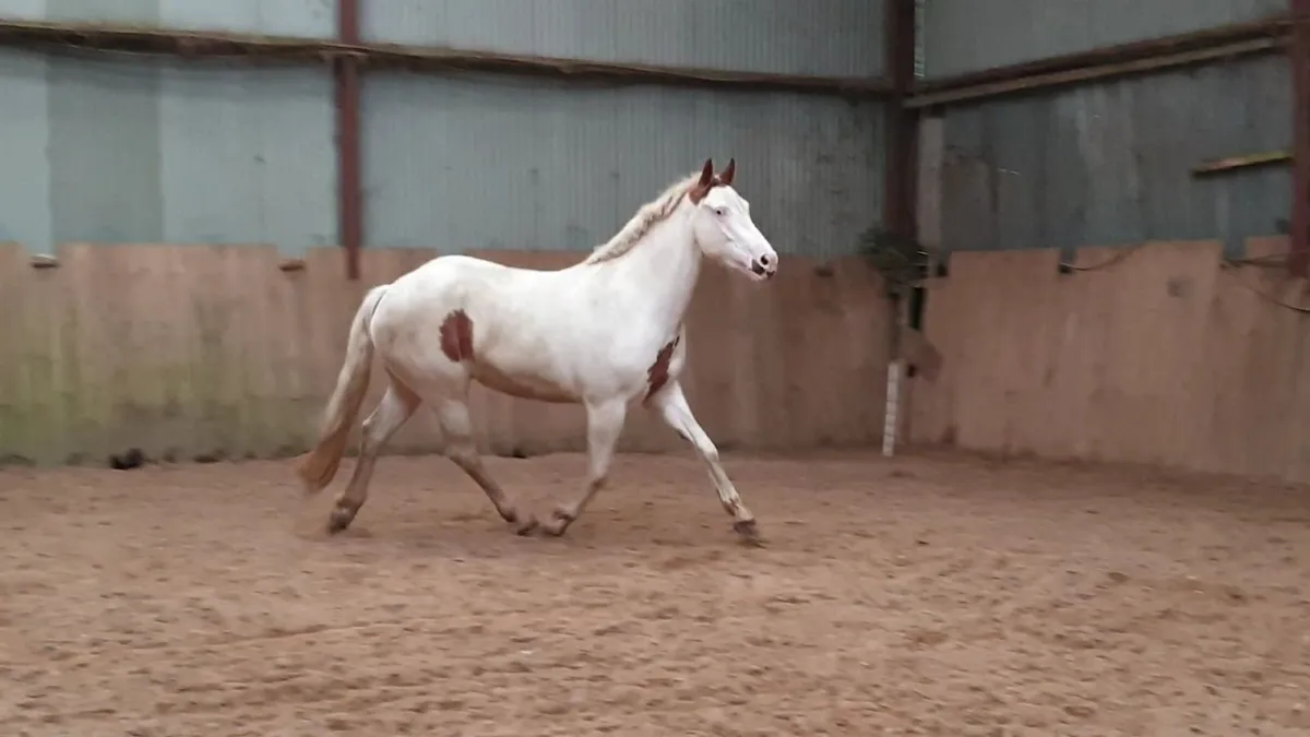 3 yo SH filly - Image 2