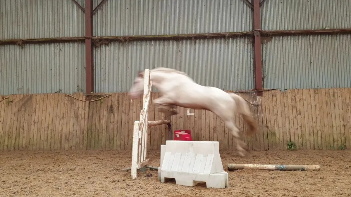 3 yo SH filly - Image 3