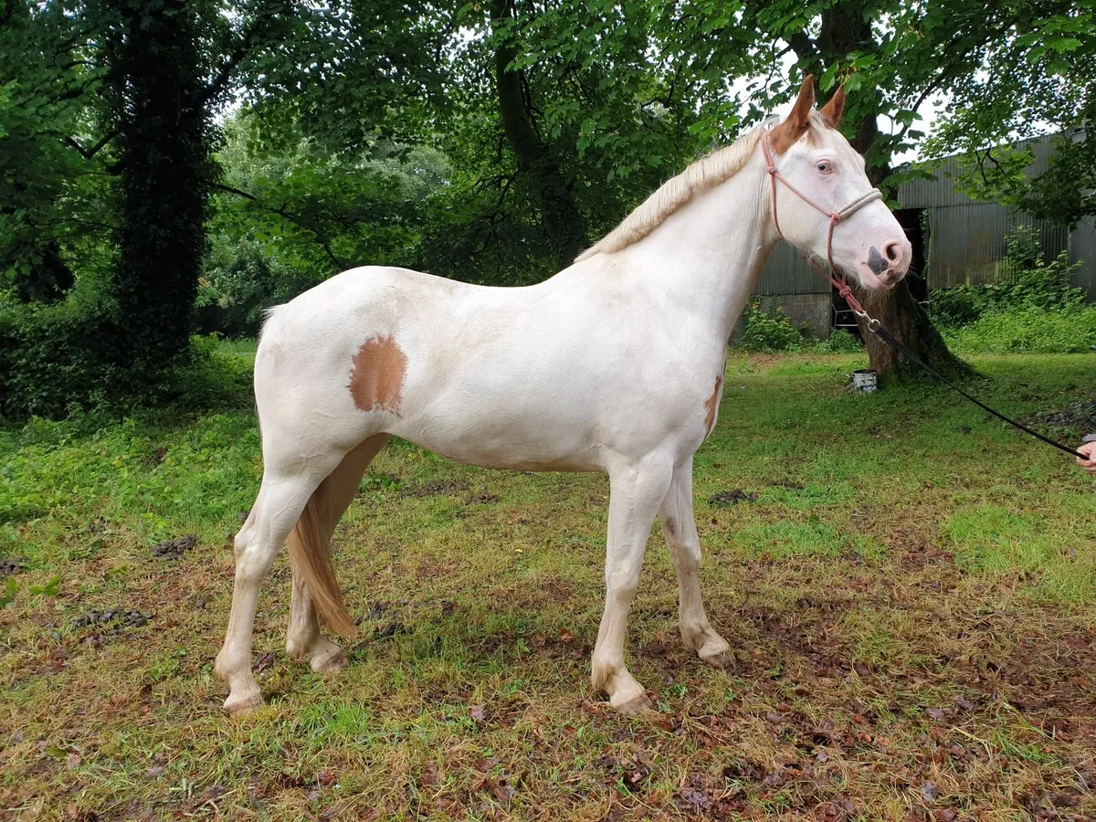 3 yo SH filly - Image 4